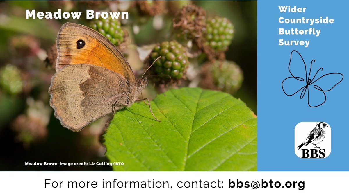 Breeding Bird Surveys (@bbs_birds) on Twitter photo (1/) Today, we focus on Meadow Brown butterfly. This species is widespread and it can be found in a variety of habitats. It is sometimes seen on the wing during poor weather conditions. Species information: butterfly-conservation.org/butterflies/me… <a href="/savebutterflies/">Butterfly Conservation 🦋</a> <a href="/UKBMSLive/">UKBMS Live Data</a> (1/) Today, we focus on Meadow Brown butterfly. This species is widespread and it can be found in a variety of habitats. It is sometimes seen on the wing during poor weather conditions. Species information: butterfly-conservation.org/butterflies/me… <a href="/savebutterflies/">Butterfly Conservation 🦋</a> <a href="/UKBMSLive/">UKBMS Live Data</a>