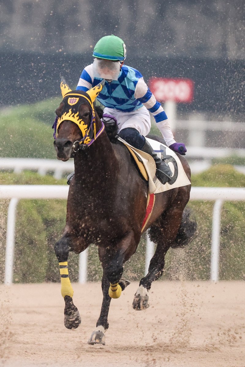 OliveRed0516's tweet photo. 2025.6.8 佐賀6R 水無月特別B ダ1,800m
マイネルデステリョ　8着
お天気が悪い中頑張っていたデステリョさん。
レース写真が酷くて切り抜きになってしまった💧
とにかくケガをしないように安定して長く走ってください🙏
#マイネルデステリョ
#佐賀競馬 https://t.co/keGBSFrdCZ
