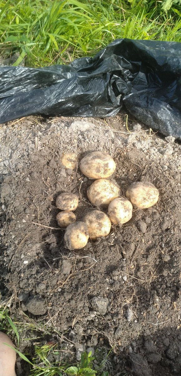 じゃがいも（男爵）の収穫です。🥔