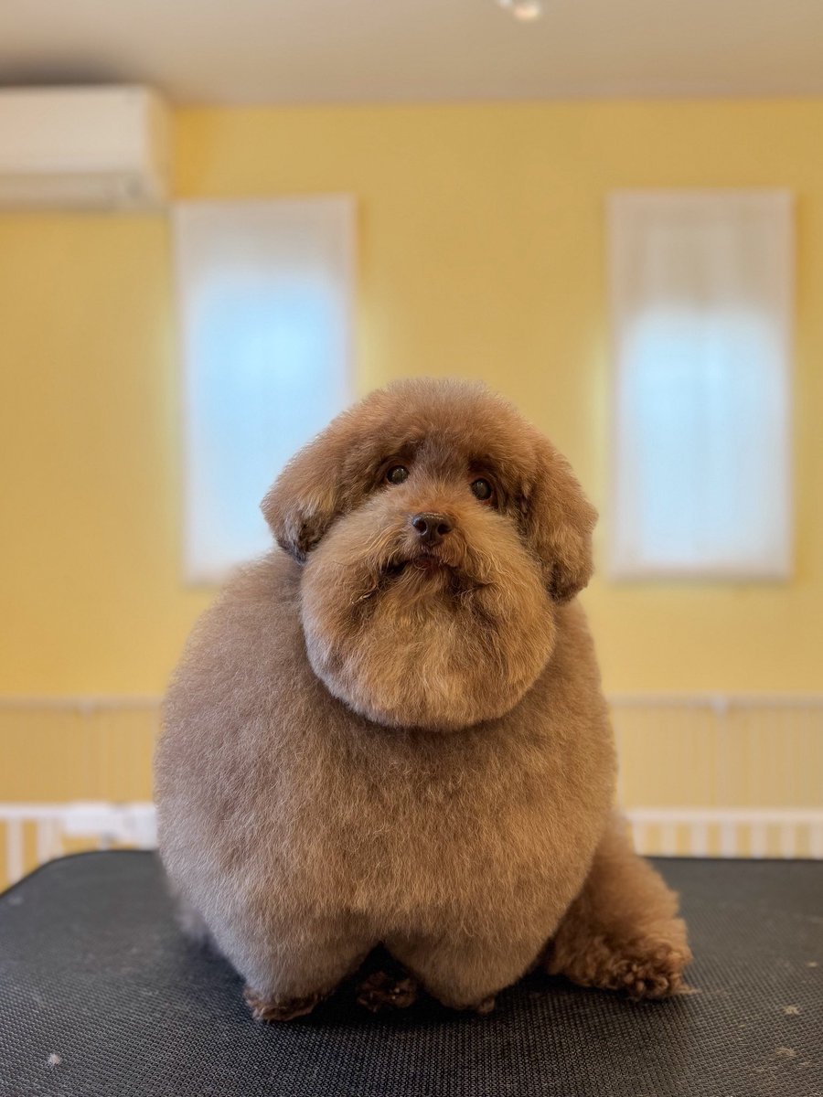 All groomed up and ready to charm. 💈🐶