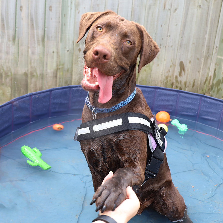 DT_Leeds's tweet photo. ‼ #HOTWEATHER WARNING ‼
Please swipe 👈 to read some really good advice on how to keep your #dogs safe and well during the expected #heatwave. 🌞🐶💛
#WeatherWarning #HotWeatherWarning #RescueDogs #AdoptDontShop #Heatwave #Leeds #FunInTheSun #GoodAdvice #DogSafety @DogsTrust https://t.co/mwQruW4vMf