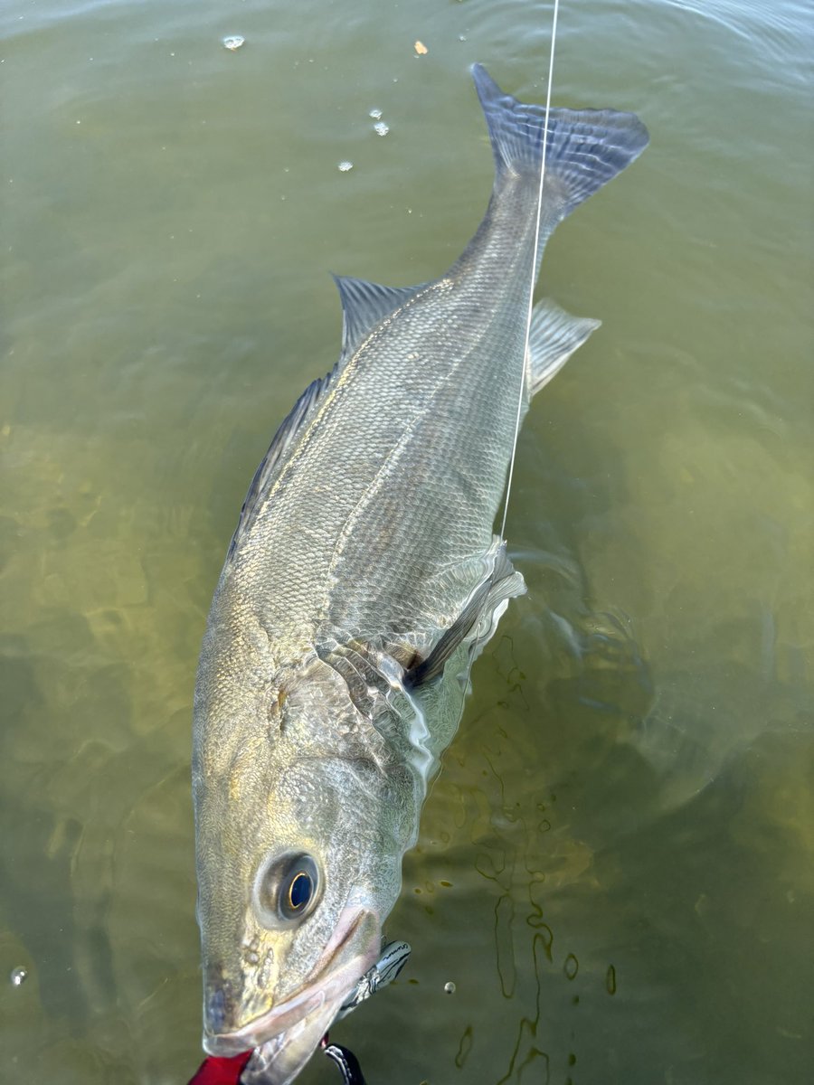 XvgmrgO3's tweet image. 普段ゴム形のルアーは使わないのですが、今年度の宮城シーバスホーミーズシーバスバトル優勝ルアーという事で試しにどんなものかポチッちゃいました😁
確かに釣れますねぇ😊プチ爆っちゃいました😅

#宮城シーバス
#追波川
#北上川
#コアマン
#ＶＪ
#宮城シーバスホーミーズ