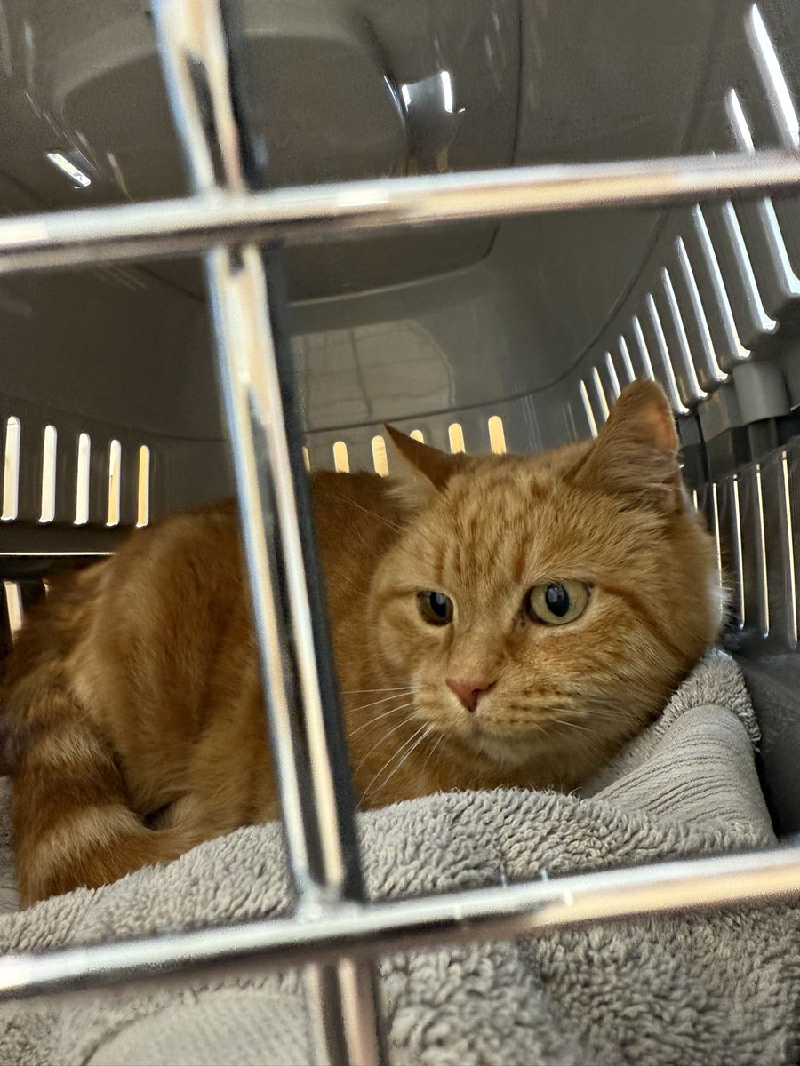 Oh nos!  I have been captured and I’m at the V.E.T. for a review of my arthritis medication.  Unacceptable cat crimbe.  🐾🧡🙀
