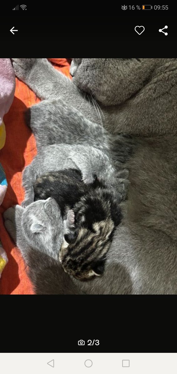 Ich mag Ebay Kleinanzeigen. Aber sowas hasse ich wie die Pest!😠
Die Kätzchen werden angeboten für 230 €, die Katzenmutter steht zum Verschenken! Angeblich wegen Allergie. Die Kätzchen sind viel zu klein um Sie von der Mutter zu trennen. Hab das sofort auf Ebay gemeldet!😡