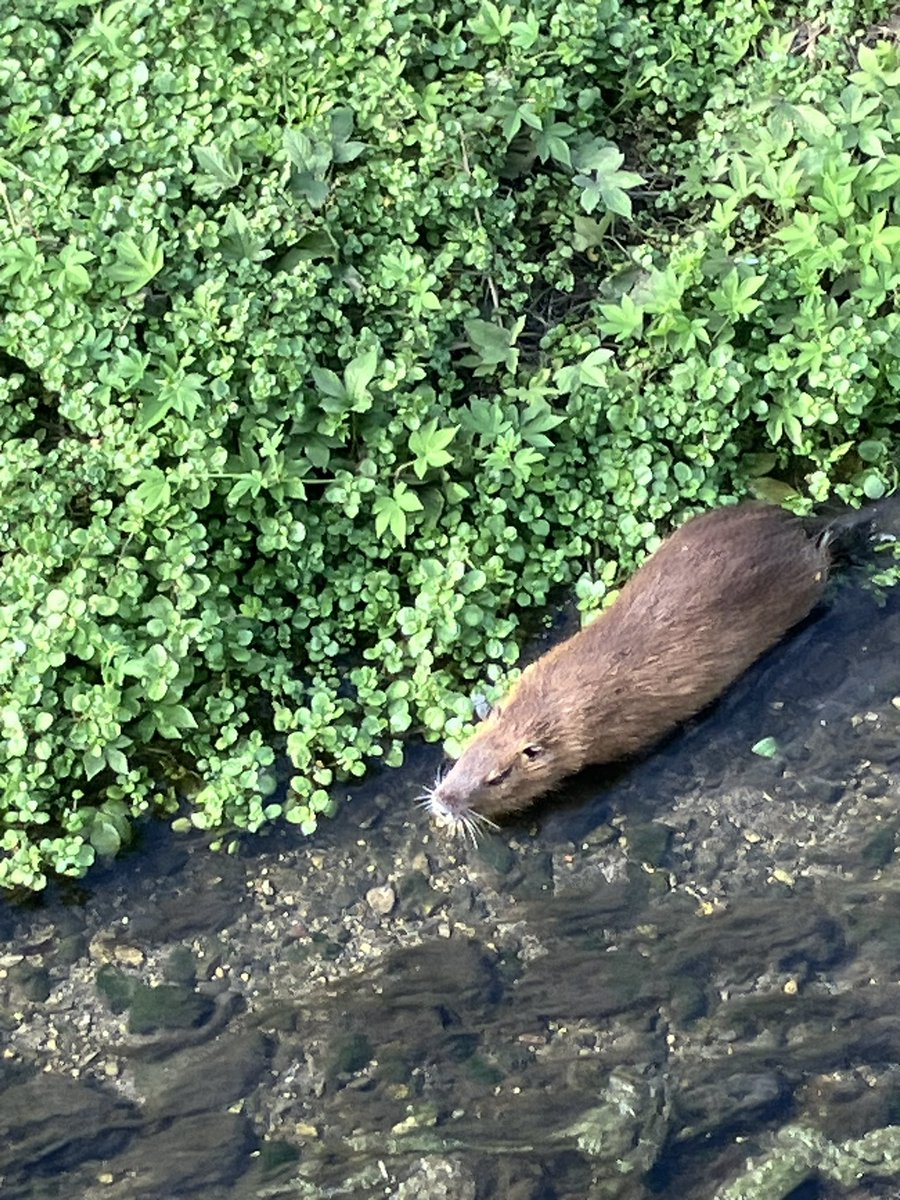 PfkuJ3's tweet photo. モルモットなのかモグラなのか知らないけど、可愛い動物^_^ https://t.co/N75XFPzhZU