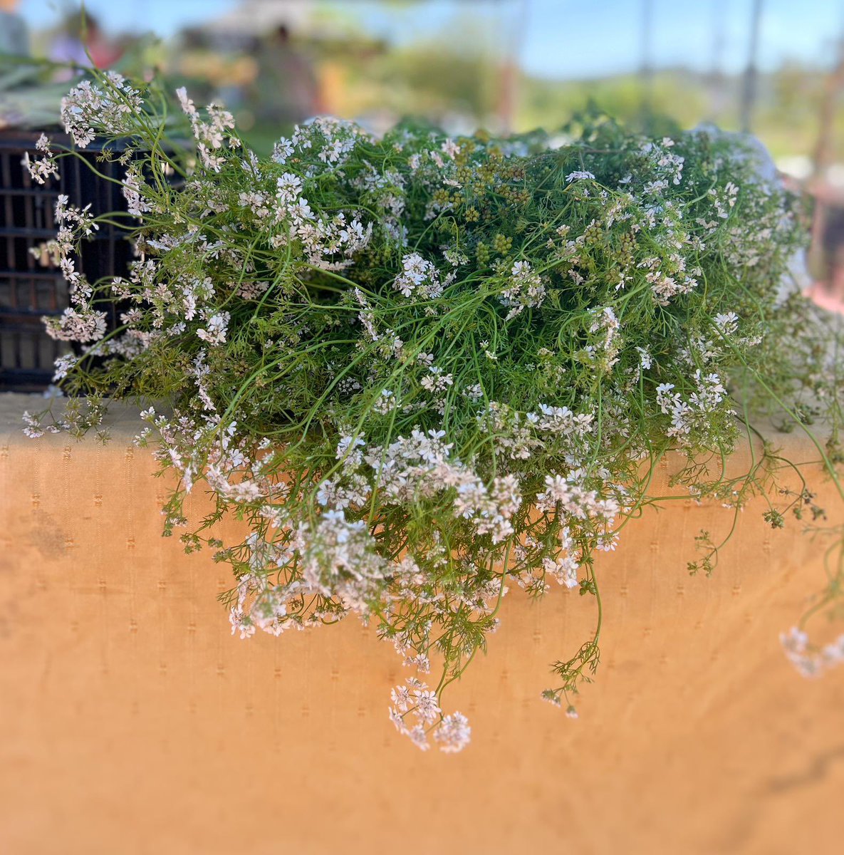 Rte es ventall tweet media