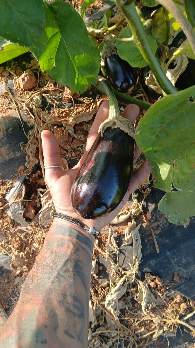 Rte es ventall tweet media