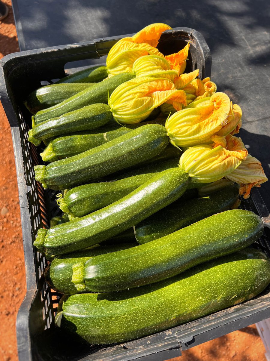 Rte es ventall tweet media