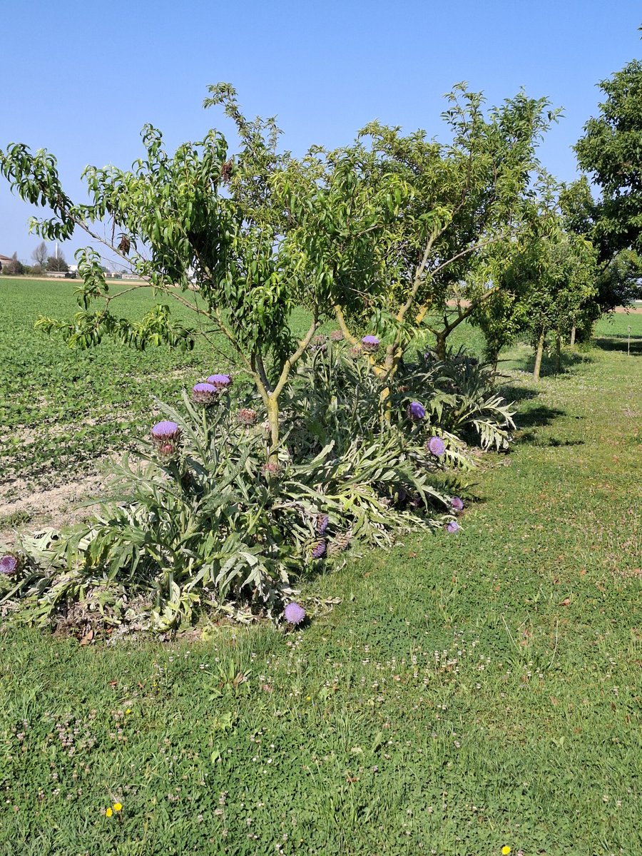 Qualcosa di viola