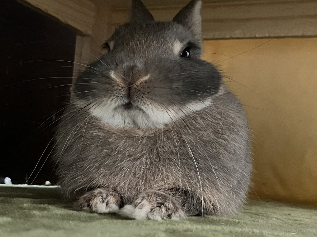 まんまるいももち (@bubu1131000) on Twitter photo 