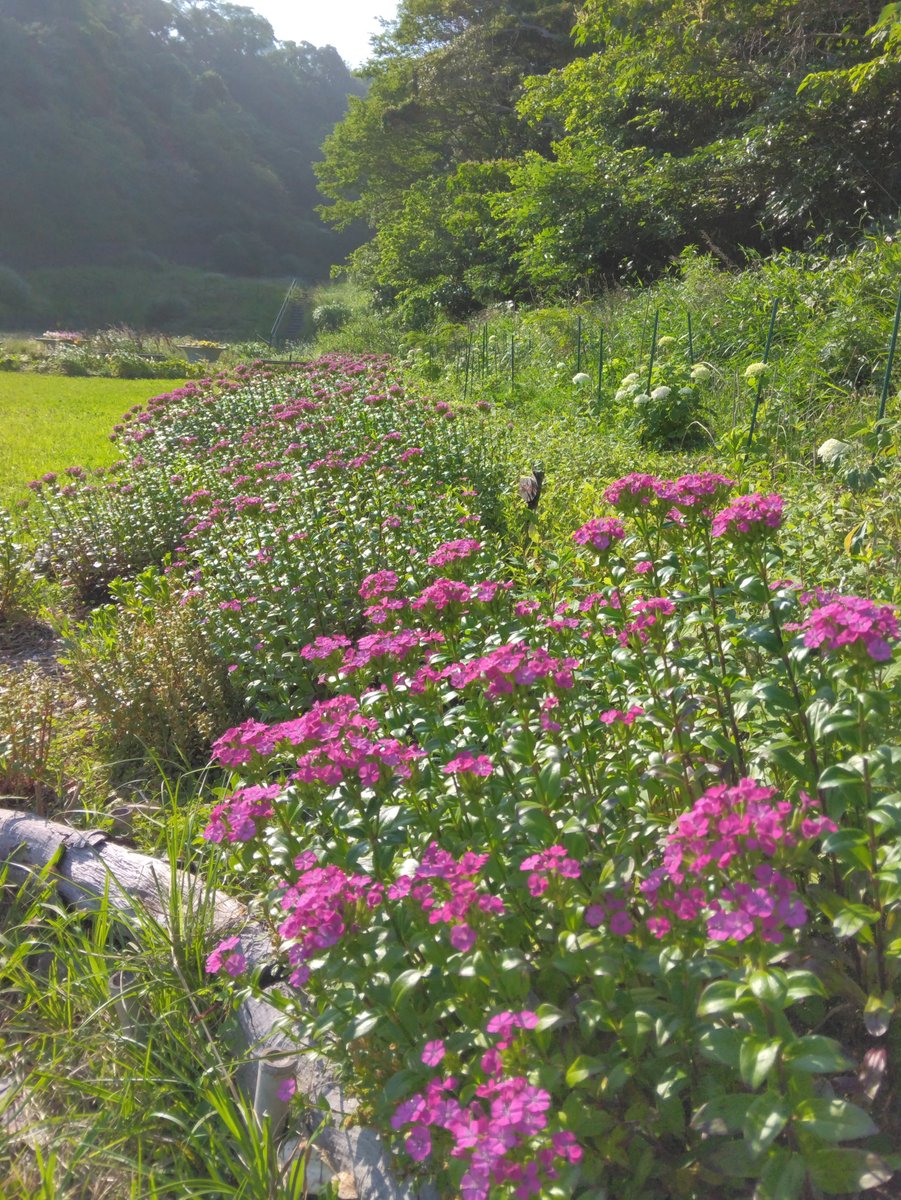 県立観音崎公園 (@kannonzakicoen) on Twitter photo 観音崎公園「つながりの谷」でハマナデシコが見頃を迎えています!
ハマナデシコは周辺の海辺に自生する海浜植物。
周辺で種を集めて育苗し、ここまで育ちました!
#観音崎公園 #つながりの谷 #ハマナデシコ 観音崎公園「つながりの谷」でハマナデシコが見頃を迎えています!
ハマナデシコは周辺の海辺に自生する海浜植物。
周辺で種を集めて育苗し、ここまで育ちました!
#観音崎公園 #つながりの谷 #ハマナデシコ