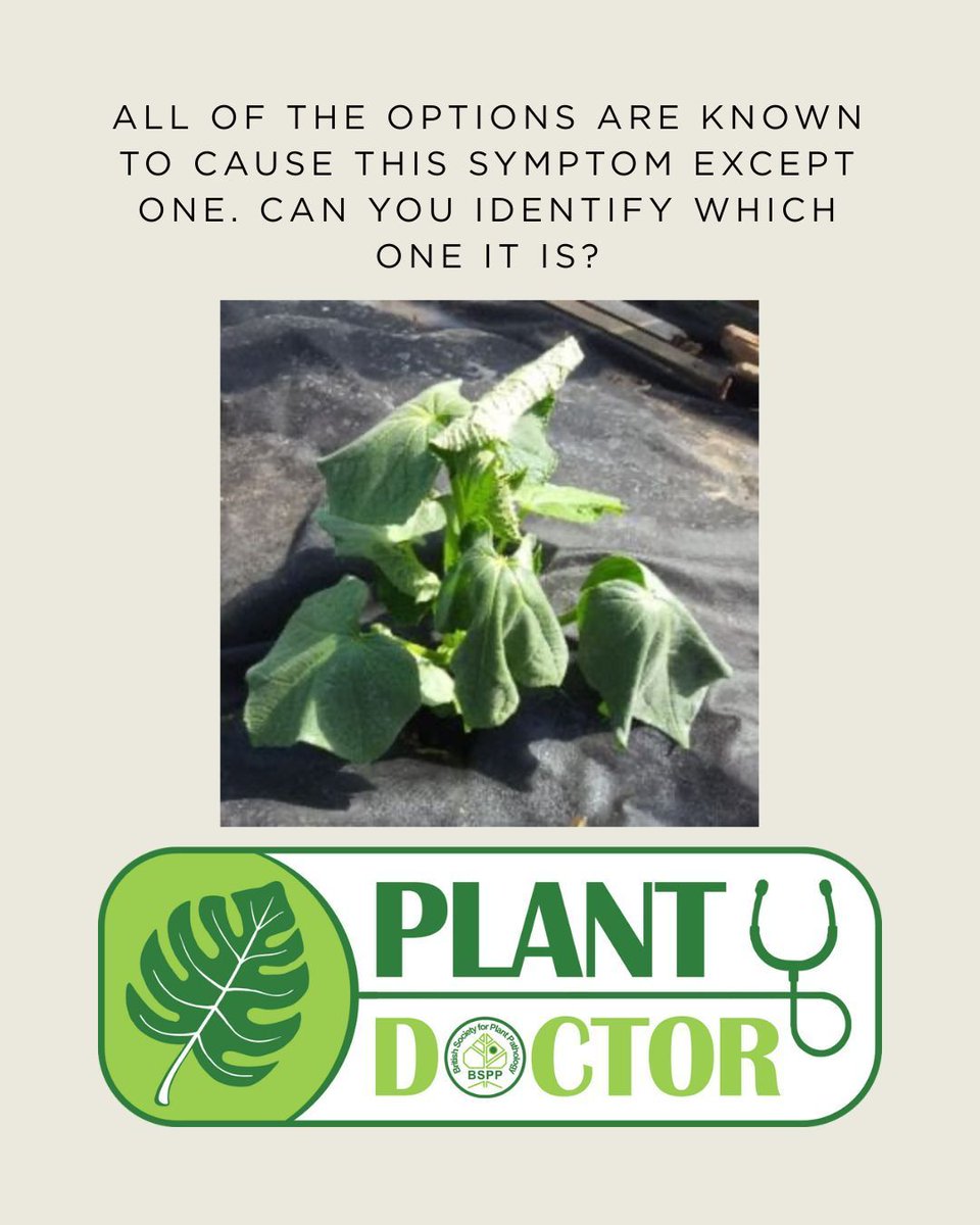 BS_PP's tweet image. 🕵️♂️ All of the options are known to cause this symptom... except one. Can you spot the outlier?
🪲 Insects
🕷️ Mites
🦠 Bacteria
🪱 Nematodes
Which one doesn’t belong?
Reply with your guess! 👇
#plantdoctorquiz