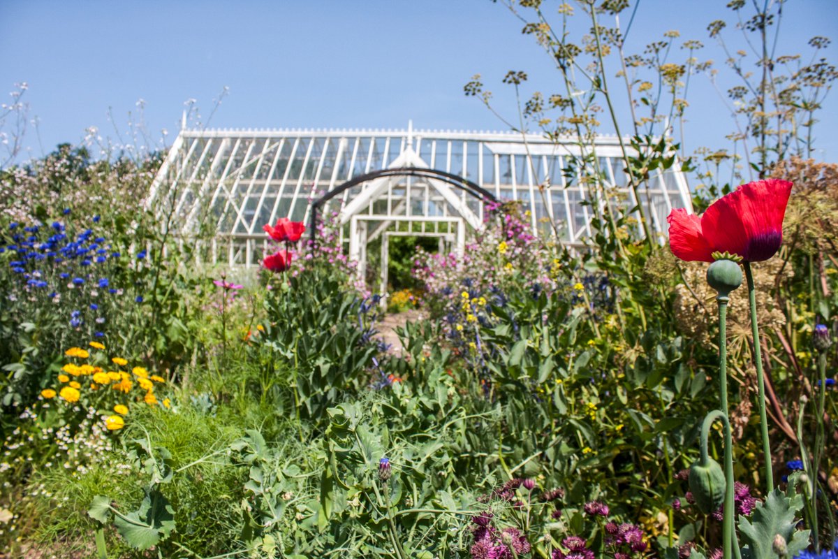 gardenorganicuk's tweet photo. Companion planting or ‘#polyculture’ creates a diverse environment in your veg patch, so is it time you filled your plot with #flowers? This #LetItBloomJune, head gardener Emma shows you 5 ways flowers can build a balanced #ecosystem in your #garden👉https://t.co/66LsOQXQ6G https://t.co/G3xgUmbOe6