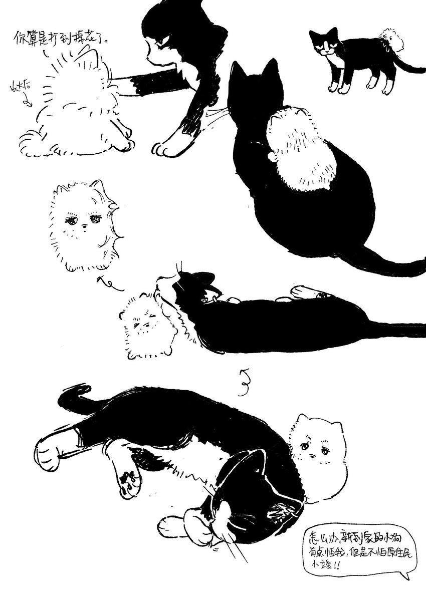 freshsalmon1898's tweet image. 坚持不懈✊奶牛猫塑竣和博美一下gyu