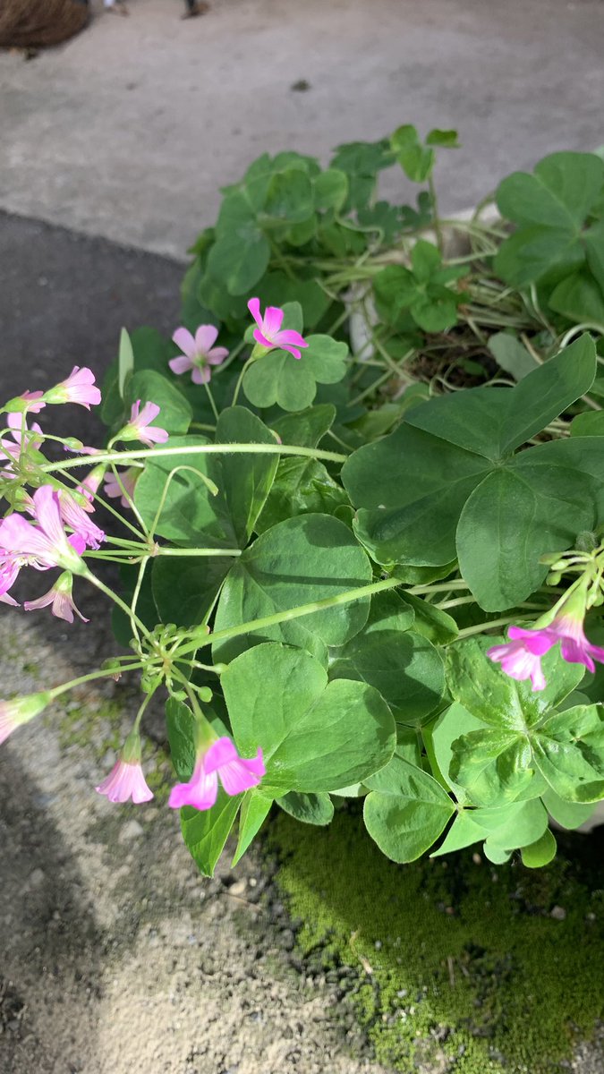 Joe2forever's tweet photo. うちの教室の燕。今朝、一羽が巣から落ちて亡くなってました。
お念仏と共に、花壇に埋めました。

それと、大家さんから、イバンチェスと言う花の株をいただきました。クローバーと共に育てます。

がんばれ！4羽の子燕！ https://t.co/p6PyNy5nnC