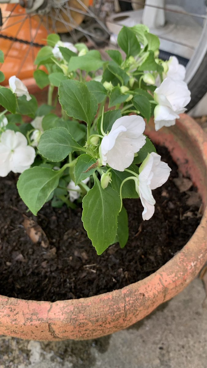 Joe2forever's tweet photo. うちの教室の燕。今朝、一羽が巣から落ちて亡くなってました。
お念仏と共に、花壇に埋めました。

それと、大家さんから、イバンチェスと言う花の株をいただきました。クローバーと共に育てます。

がんばれ！4羽の子燕！ https://t.co/p6PyNy5nnC