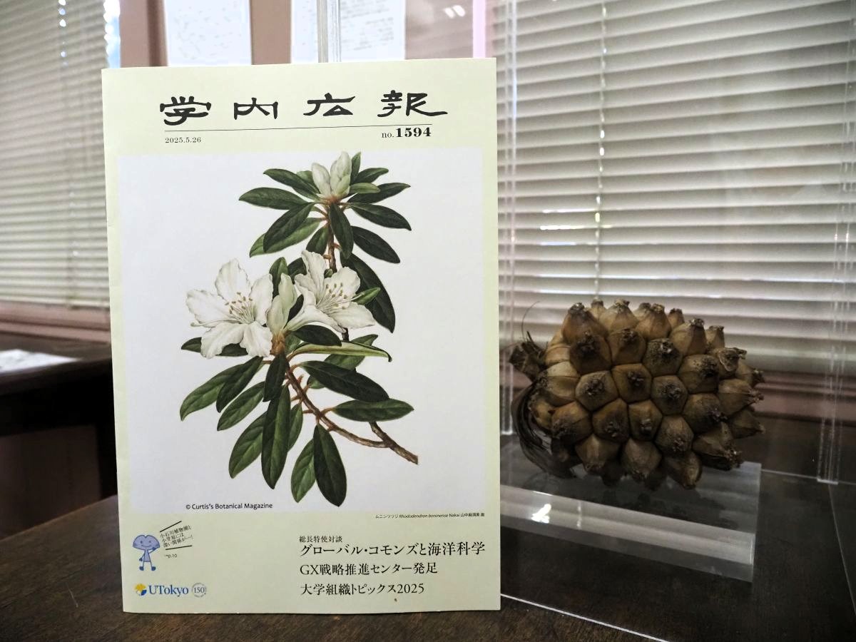 5月に発行された学内広報No.1594で企画展「Bonin ✕ Botany ―東京大学植物学教室の小笠原調査―」が紹介されました。表紙を飾るのは展示中の植物画「ムニンツツジ」（山中麻須美 画）です。右に鎮座するのはタコノキPandanus boninensis Warb. 果実です。
#小石川植物園