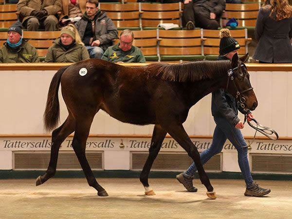Tara Madgwick (@breednet) on Twitter photo 450,000 guineas purchase from Tattersalls December Foal Sale might be money well spent breednet.com.au/news/39979/sta… <a href="/Tattersalls1766/">Tattersalls</a> 450,000 guineas purchase from Tattersalls December Foal Sale might be money well spent breednet.com.au/news/39979/sta… <a href="/Tattersalls1766/">Tattersalls</a>