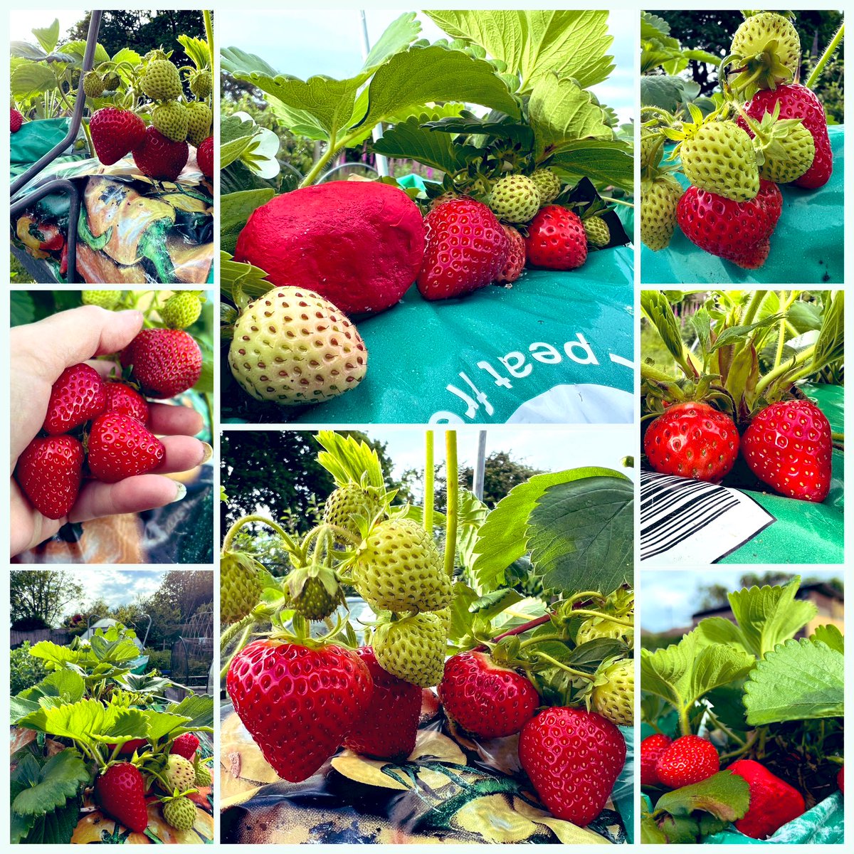 Lussas (@lussas) on Twitter photo Best year EVER For Pennington community allotment strawberries: gradually getting smaller but not yet at the ‘jam strawberry’ size ! All #peatfree. We’re now filling old compost bags with our own compost. Still growing on the ‘monorails’ generously donated by <a href="/NewForestFruit/">NewForestFruit</a> Best year EVER For Pennington community allotment strawberries: gradually getting smaller but not yet at the ‘jam strawberry’ size ! All #peatfree. We’re now filling old compost bags with our own compost. Still growing on the ‘monorails’ generously donated by <a href="/NewForestFruit/">NewForestFruit</a>