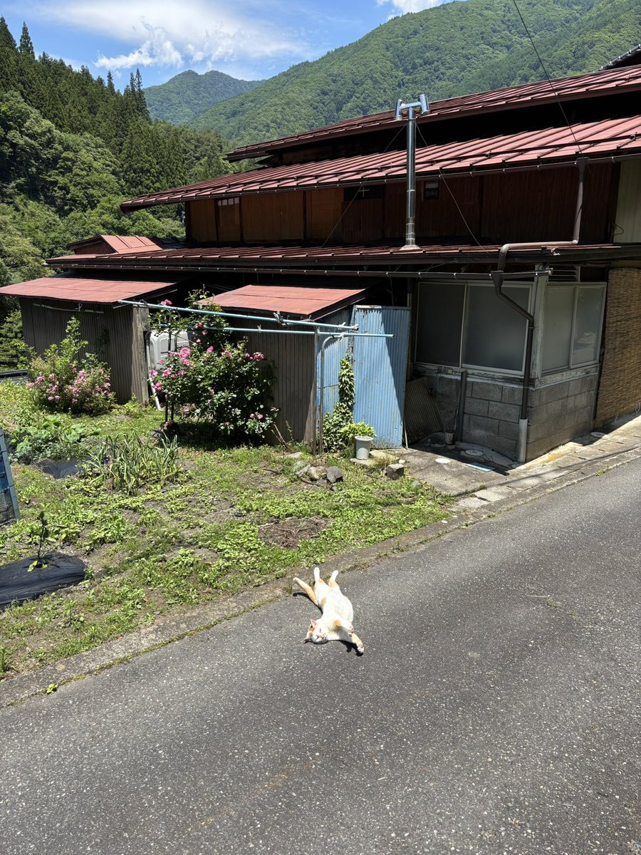 don_guri_gura's tweet photo. 夏色　猫落ちてた https://t.co/29YXURRZSD