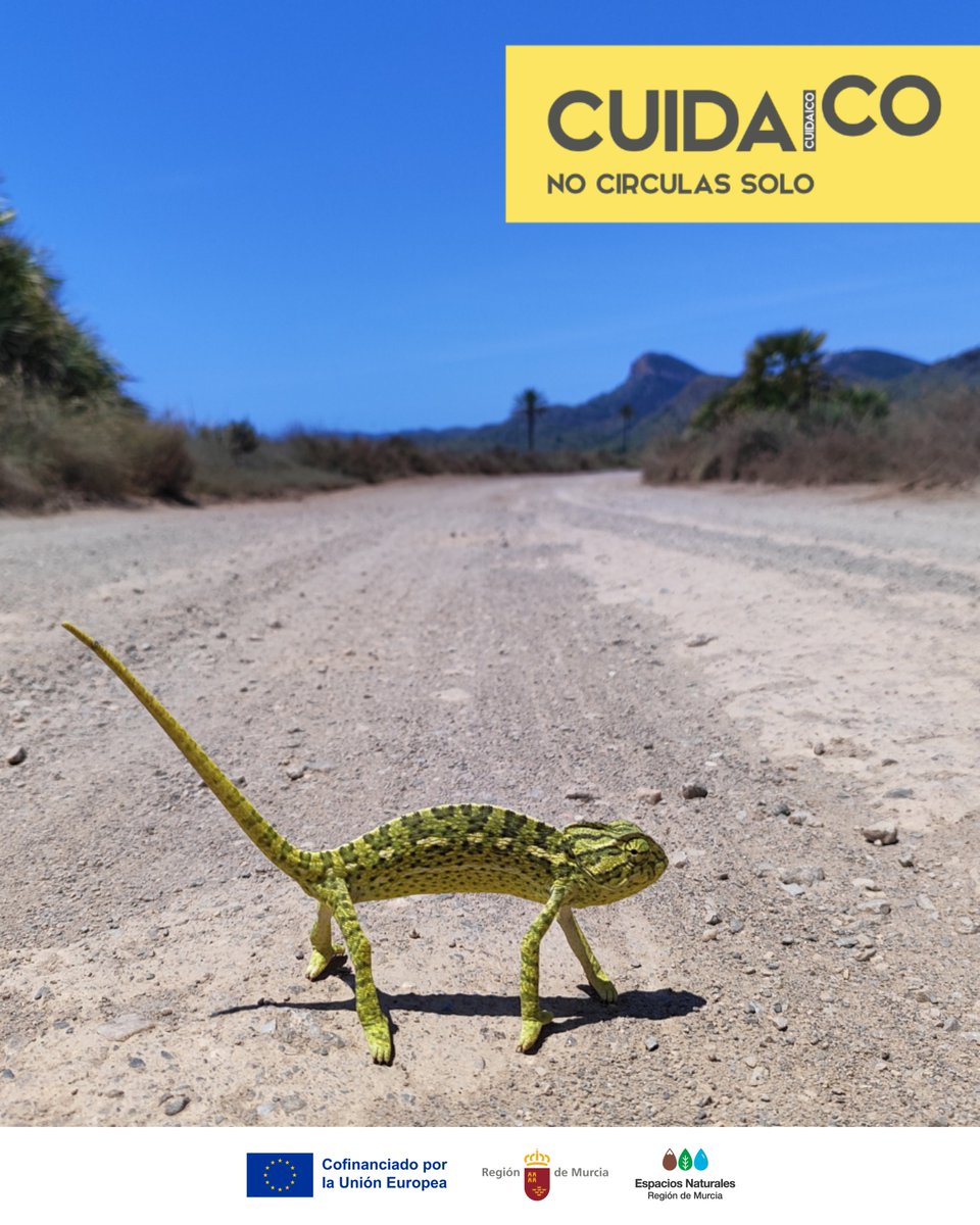 👀🦎 ¿Ves al animal en la primera imagen?  Solo al acercarte (segunda foto) te das cuenta de que está ahí 📸🔍

Así pasa en #CalblanquePR: muchos conductores no ven la fauna hasta que ya es tarde 💔
🙏 Respeta la velocidad máxima 20 km/h 🚗

#Cuidaico #NoCirculasSolo #YoVoyA20