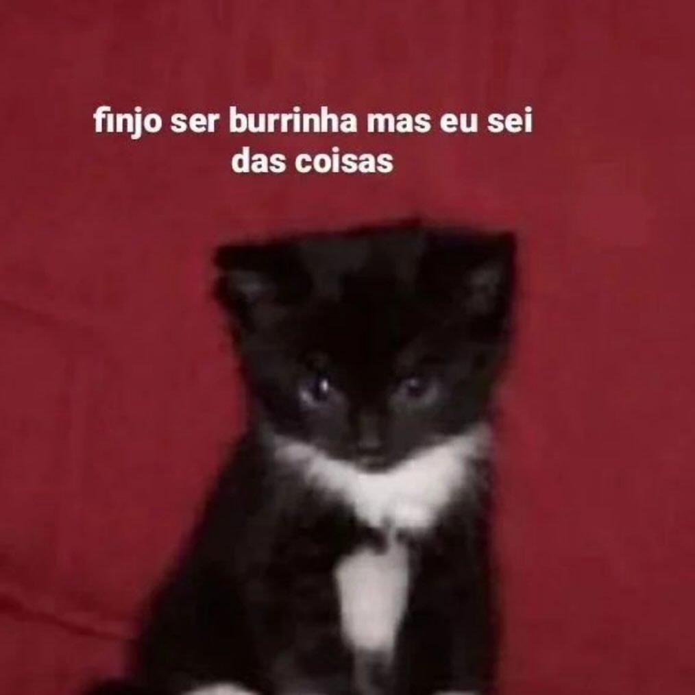 perfil dedicado a gatinhos e peitos (@odeiootaco) on Twitter photo 
