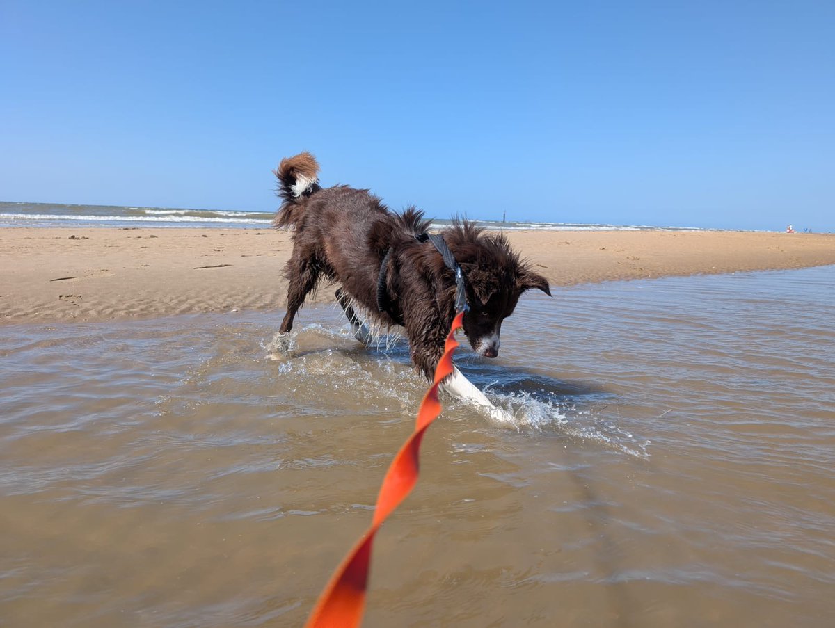 💜Update from Roxanne on Milkshake McWiggles:
'We adore having him. I'm going to avoid starting a dissertation, simply to say, he's one of the best things that has ever happened to us.'
Thanks Roxanne for everything you've done to give our guest a new home 🥰