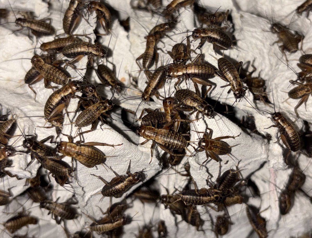 korokorokoorogj's tweet photo. 【第77回】活コオロギプレゼント企画🦗
クロコ.フタホシ.イエコ
Mサイズ200匹までを
5名様にプレゼント🎁
【参加方法.参加条件‼️】
✅このポストをリポスト
✅このポストに1〜9のリプ
💙いいね（しなくてもいい）
⚠️6月24日20時00分締め切り
販売もしてます🦗
↓baseショップ
https://t.co/IE5IAzYT7t https://t.co/Wh2ve8FpUH