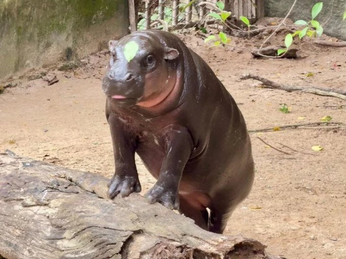 MochiCTOonSol's tweet photo. We are all live in Zoo
#Moodeng is  popular in the world  
$Mochi is next one 
Who is Cute ? https://t.co/hNsDmgzjQz