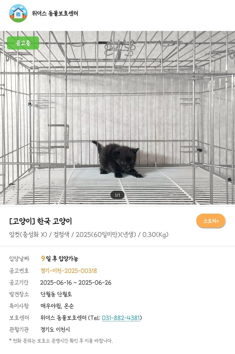 이.용맹한고양이.뭐지오.
