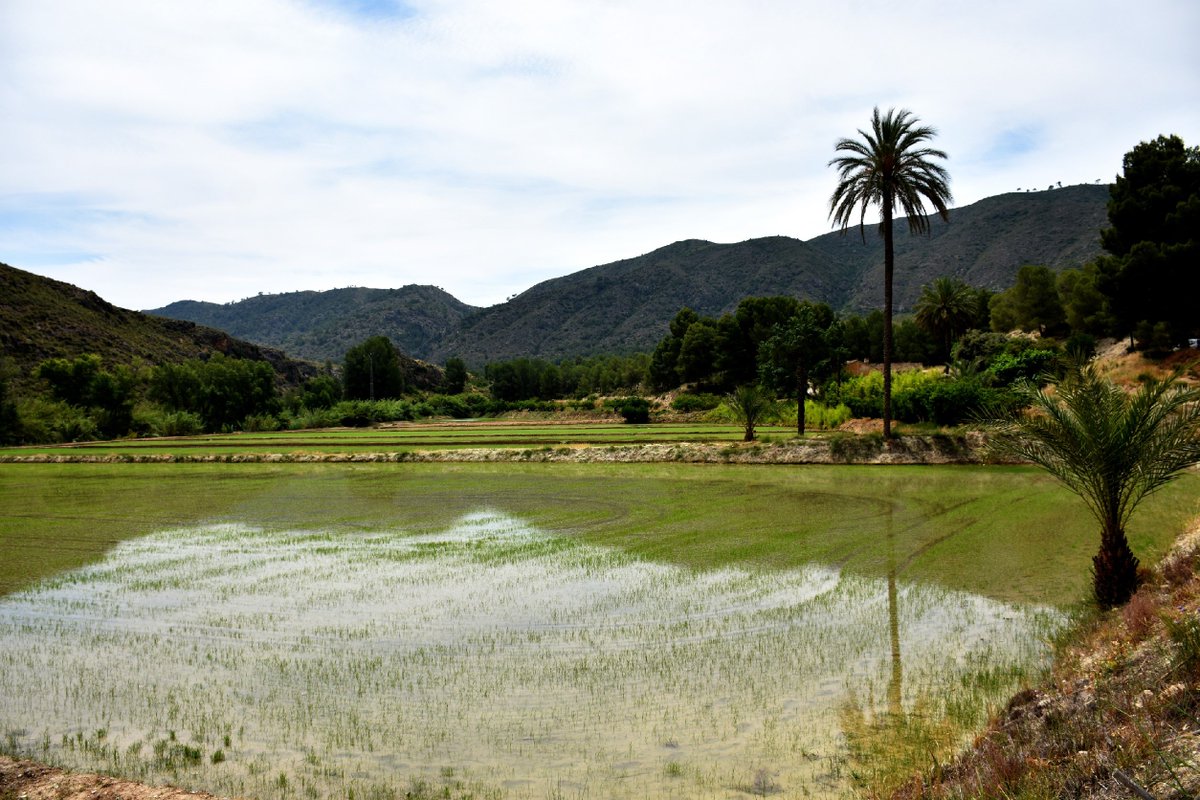 🌱✨ Ya empieza a brotar la vida…

En los arrozales, el agua y la tierra vuelven a unirse para dar comienzo a un nuevo ciclo. 💚

#DOPCalasparra 🌾 #BrotaLaVida 🌱 #CotoArroceroDeCalasparra 💧 #AgriculturaConAlma #CalasparraEsCalidad #ArrozConOrigen 🍚 #SostenibilidadRural