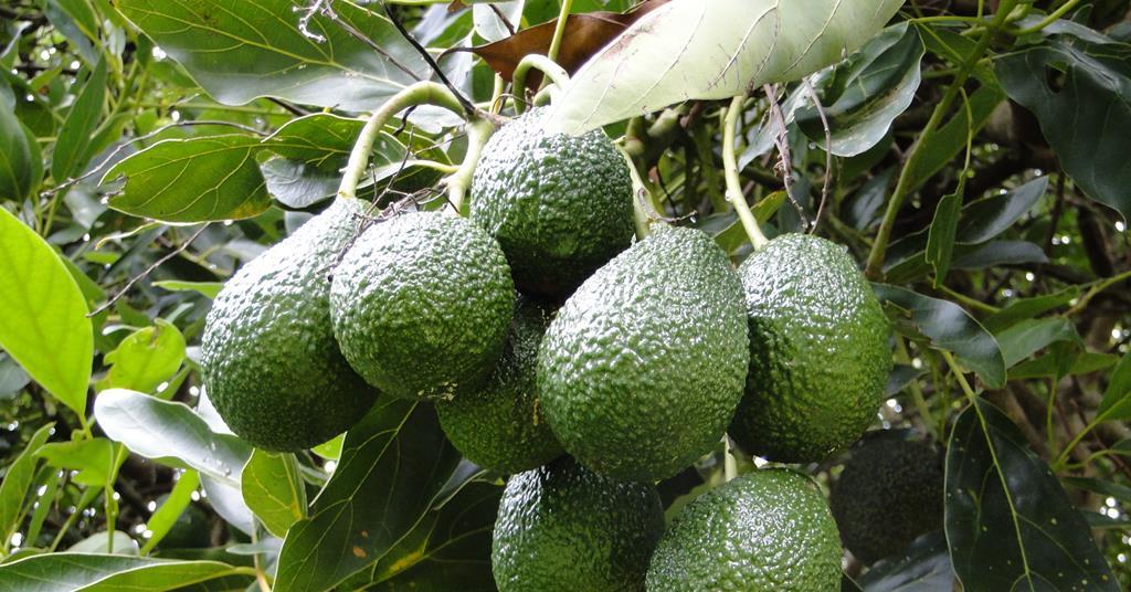 Central New South Wales avocado forum to deliver technical advice ow.ly/PCNx106c8NO