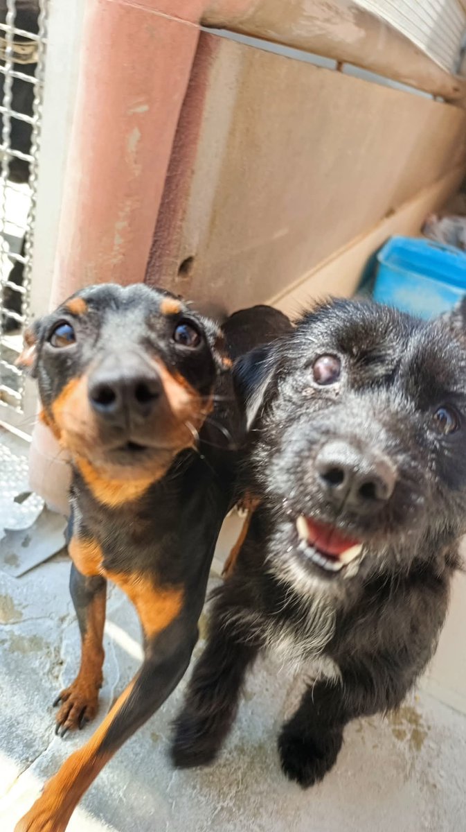 Due monelli🤣❤️
Pierino e Poppy, ognuno in cerca di casa🏡🏡
Taglia piccola
Un anno
📍Si trovano a Quartu Sant'Elena Cagliari
Per ulteriori info ☎️3283661490