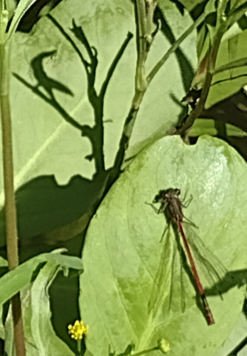 jul27600's tweet image. Large red damselfly resting on a pondweed leaf. Lovely day.#lovenature #getoutsidemore #nicelyoutoftune #welshwriter