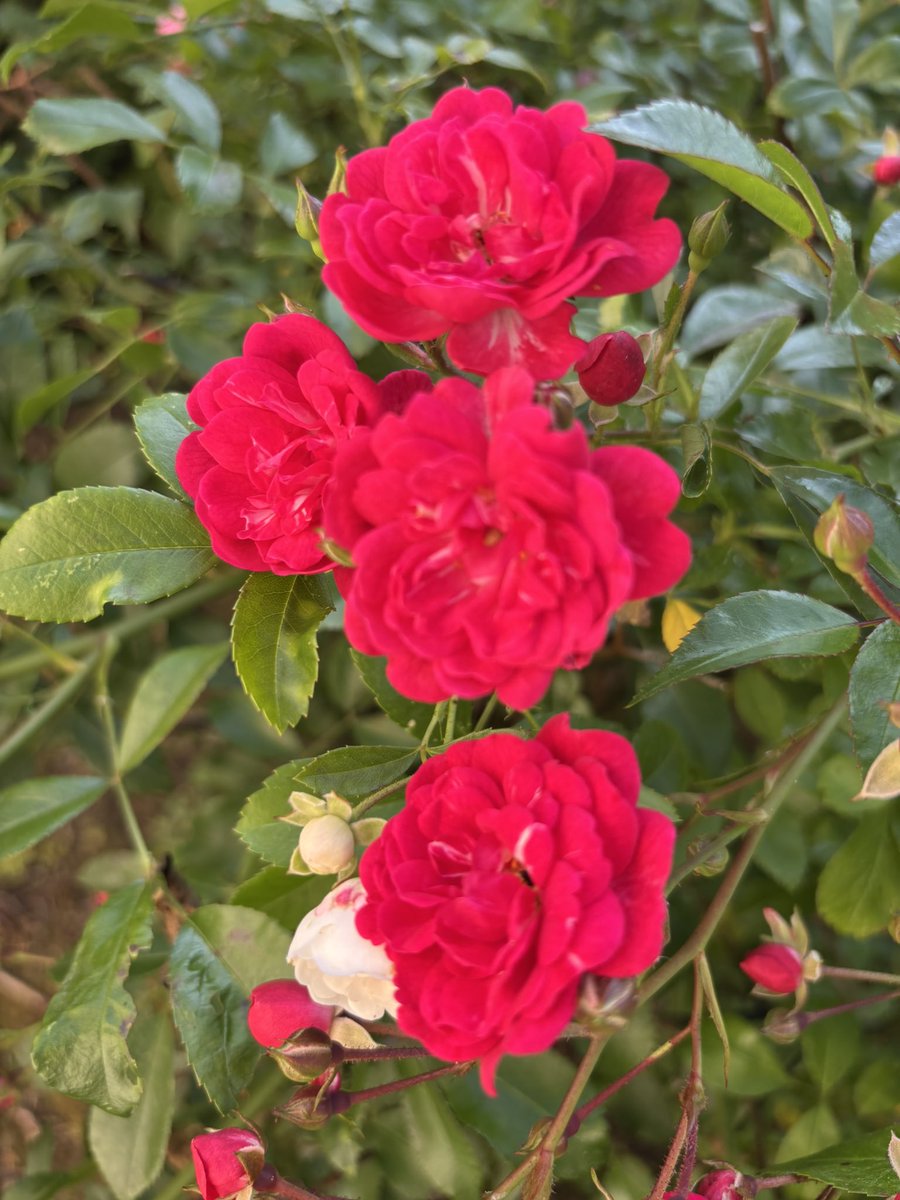Dwarf #roses of different colours in my back garden. 🌱
#rosewednesday