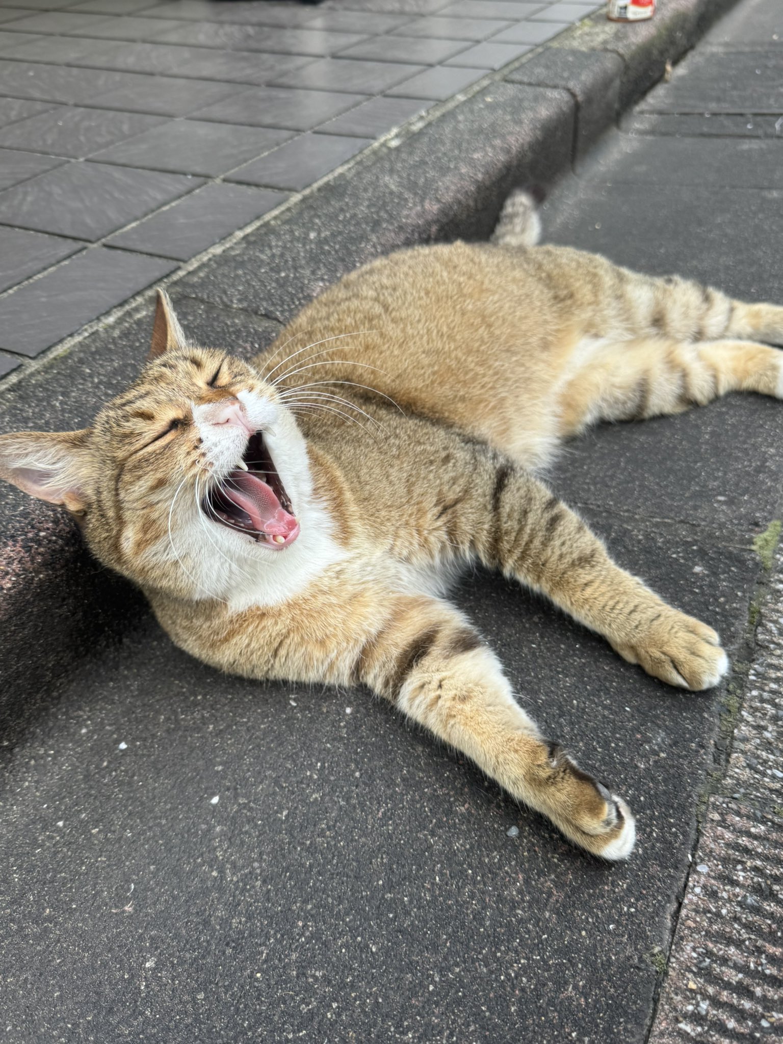 の〜こっち😾 on X: 