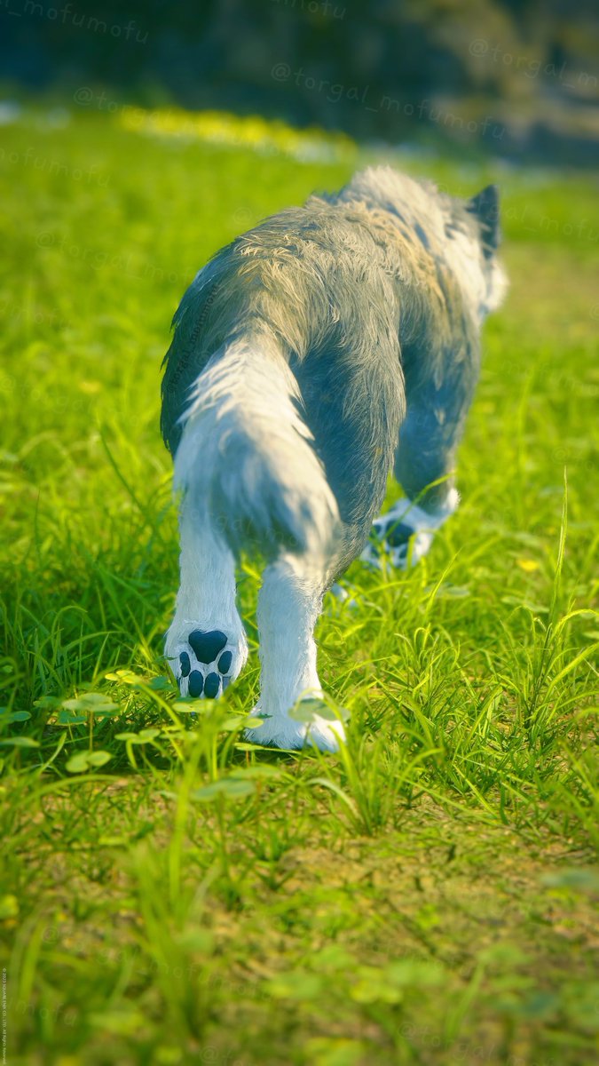 ただ肉球を眺めたい時もある🐾

Photo taken to see the pawpaw of Torgal🐾

#FF16