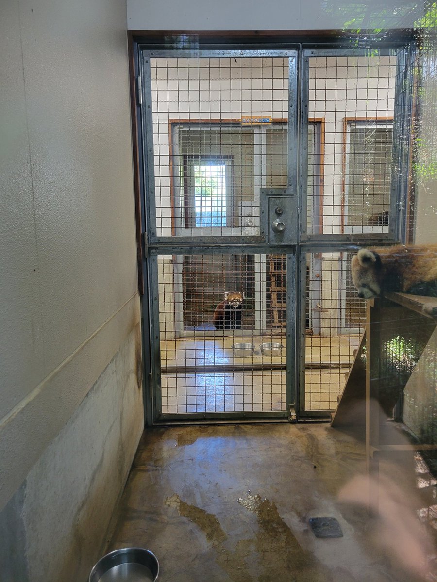 この間の投稿でお顔が見れなかったエイサクくん💦
ついに…いい写真が撮れた～‼️
ということでエイサクくんのプライベートショットです💕
4枚目はノンちゃんのお部屋の奥から視線を感じたと思ったら☺️

#茶臼山動物園
#城山動物園
#レッサーパンダ
#エイサク