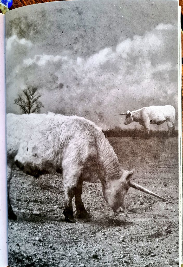 Une vache sans corne
c'est comme un oiseau sans plume 
une nuit avec trois soleils 
une lune avec des yeux.

Dominique Cagnard 
Recueil: une vache dans ma chambre 

Sweet day to u
🙂
<a href="/withnomoney/">wongsusie</a>
<a href="/Cadetsandrine87/">Cadet</a>

Illustration Aude Léonard