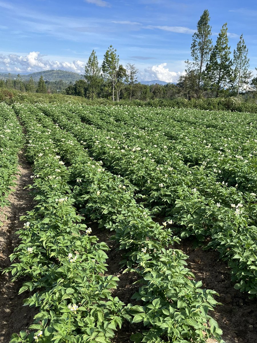 The scenic and #fertile #soils of #Food estate Humbang Hasundutan healthy looking &amp; thriving #potato crops