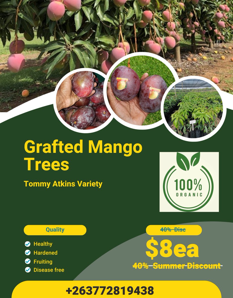 Diaspora Farming Initiative Zimbabwe.  Let your land your work for you while you're away.

The right seedlings will give you the right results.  A lifetime investment requires the right 1st approach. 

WA +263772819438 for healthy grafted Mango Seedlings.