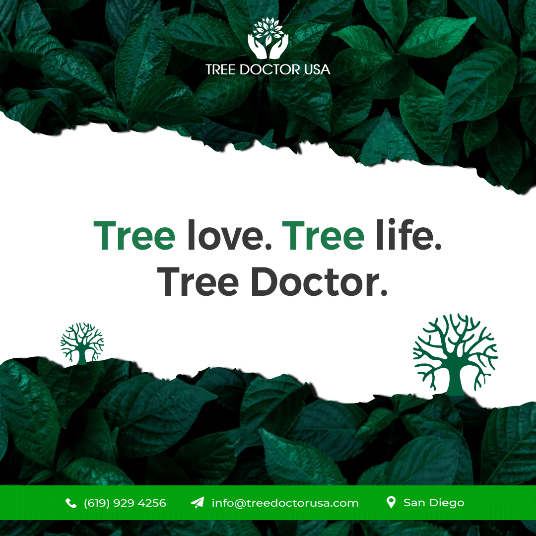 TreeDoctorUSA's tweet image. 🌳 Where trees thrive, life flourishes.
Trust the experts who care — Tree Doctor USA. 💚

#TreeCareExperts #UrbanForestry #TreeHealth #SaveTrees #EcoFriendlyLiving #PlantProtection #TreeLovers #NatureHealing #SustainableLandscaping #TreePreservation