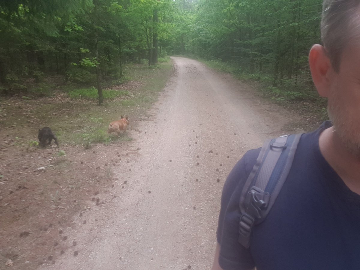 Pochmurno dziś w tej naszej Puszczy....