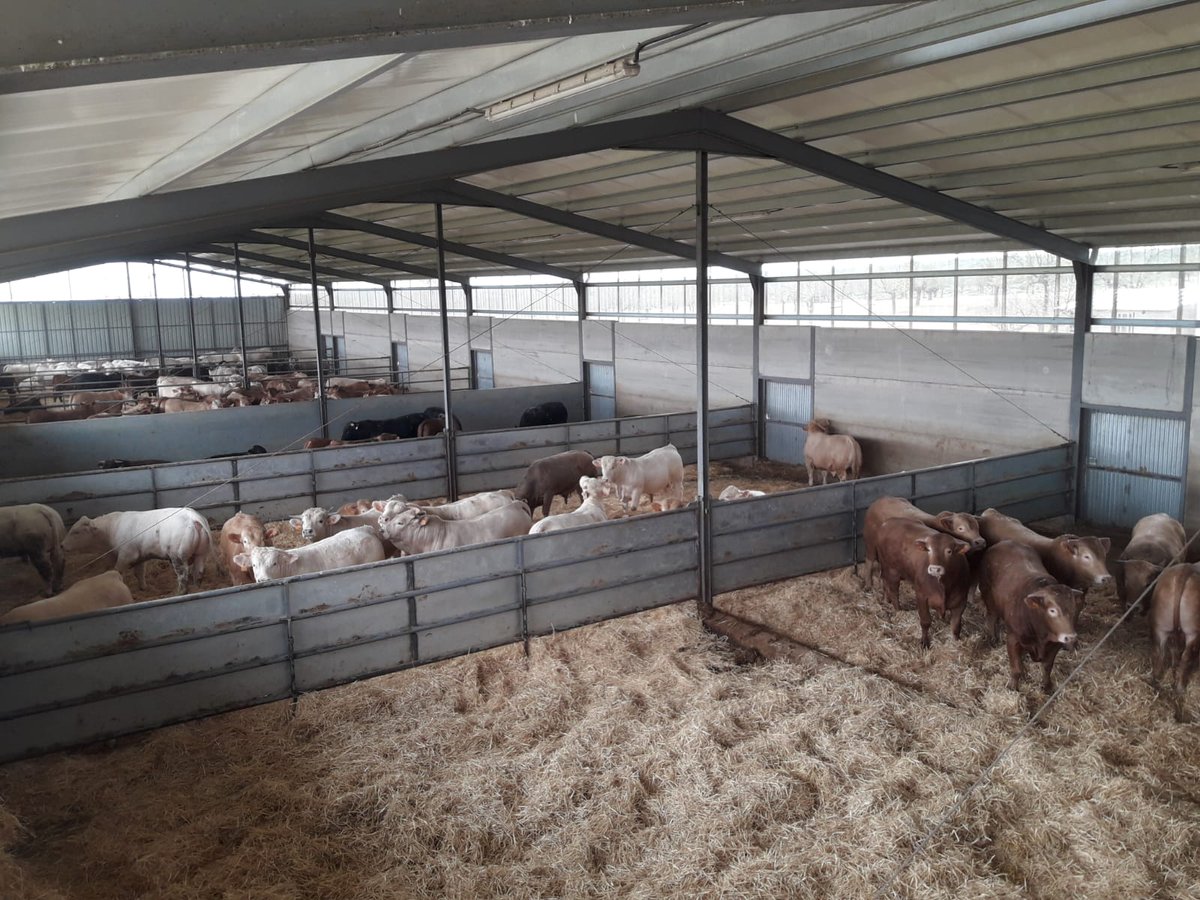 💚 Las medidas de nuestras granjas garantizan el bienestar animal 🔝

Y es que cada animal dispone de 5m2, un aspecto que influye directamente en el bienestar de su ganado con la certificación WelfareQuality ® 

#DehesaGrande #CarnedeVacuno #VacunodeCarne #Cooperativa #Extensivo