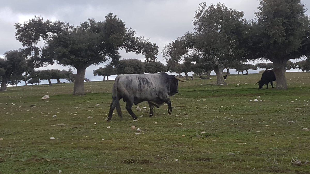 💚 Desde hace 25 años gestionamos la genética de nuestras razas desde la riqueza que existe en el ecosistema de la dehesa y por la variedad genética

#DehesaGrande #CarnedeVacuno #VacunodeCarne #Cooperativa #Extensivo #Ganadería #SectorGanadero #industriaagroalimentaria