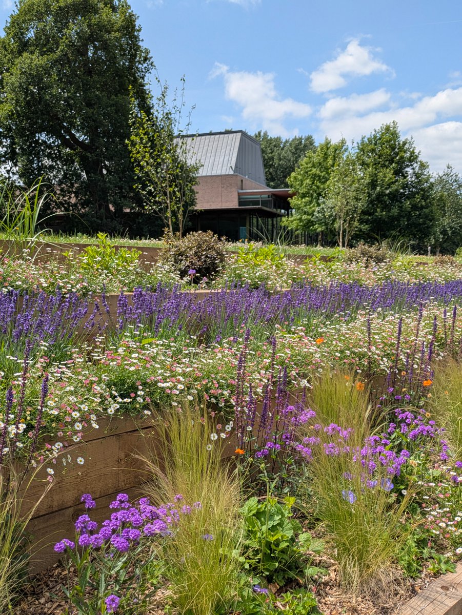 Enjoy our lush, extensive hall grounds this #summer in hour-long intervals, brimming with #wildflowers, #roses, #sculptures and a menagerie of #wildlife (and maybe even a surprise visit from our famous peacock, Percy). Visit us: menuhinhall.co.uk/whats-on/categ… #WildlifeWednesday #YMS