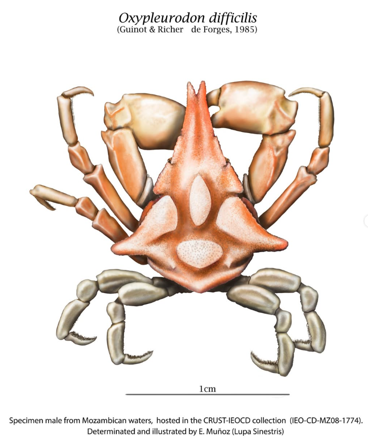 📢Nueva actualización del juego de datos de la Colección de Crustáceos Marinos❣️

🔝 4.000 registros catalogados y digitalizados 🦀Más de 10.000 ejemplares.

🔝3538 están ya disponibles en <a href="/GbifEs/">GBIF España/Spain</a> y <a href="/GbifEs/">GBIF España/Spain</a> 

ℹ️ gbif.org/es/dataset/317…

🌊#IEO <a href="/IEO_Cadiz/">IEO Cádiz</a>  <a href="/IEOoceanografia/">Instituto Español de Oceanografía (IEO-CSIC)</a> <a href="/CSIC/">CSIC</a>