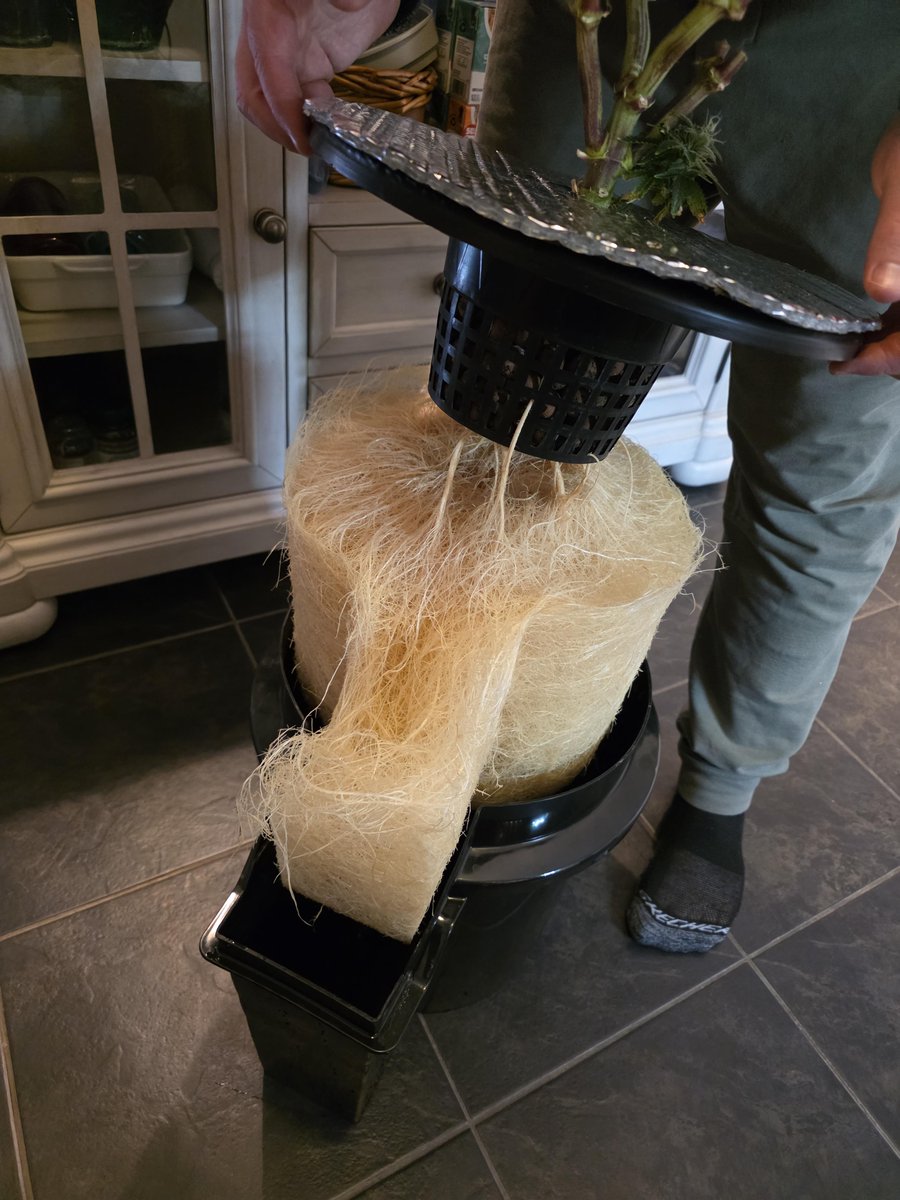 Time for some root porn
📸:WENG902