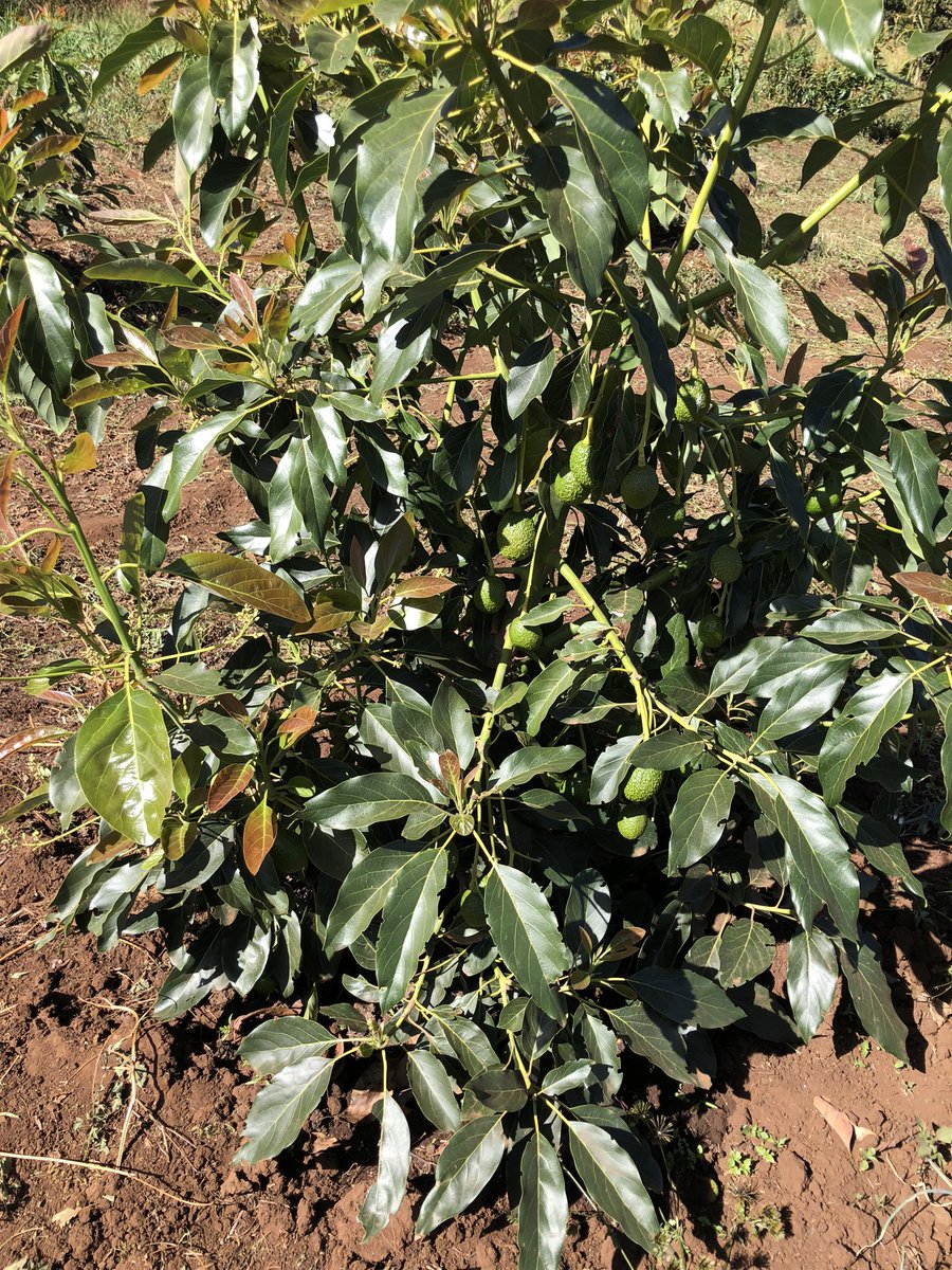 Haciendafarms's tweet photo. We offer farm extensional services,
1. Seedling sourcing
2. Farm management 
3. Farm irrigation design and implementation
4. Agronomy services. 
5. Bee keeping equipments 
6. Animal keeping  (goats,rabbits,beef) https://t.co/51VGP6uJYv