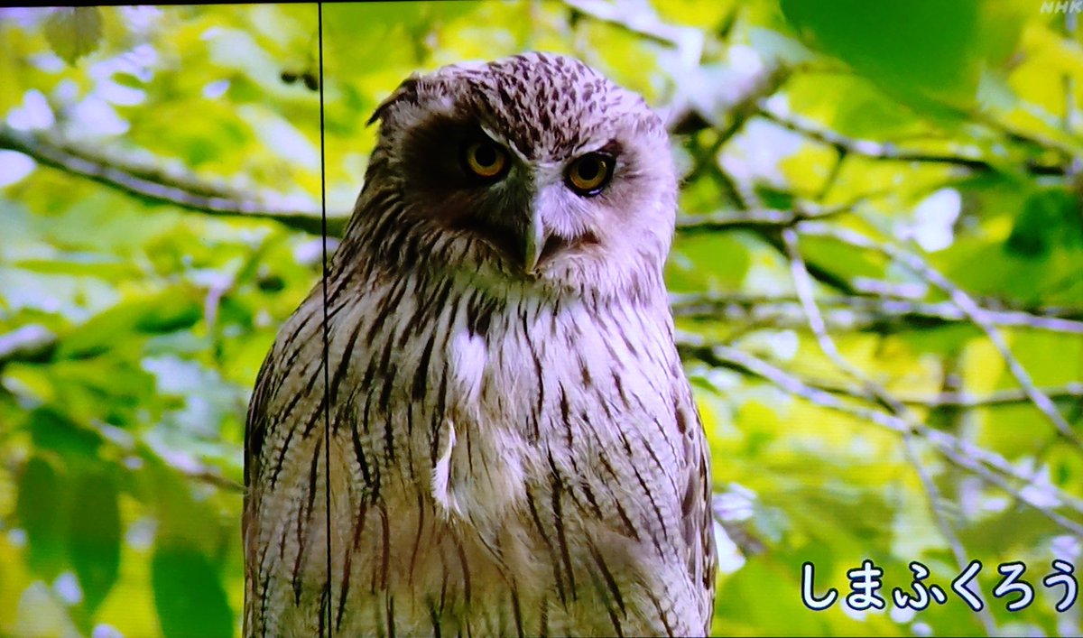 Amazon.co.jp: 幸せを運ぶフクロウさん ふくろう フクロウ 置物